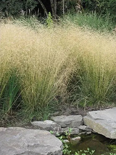 Ziergras Deschampsia cespitosa 'Tauträger' von Stauden Gänge, dichter, federleichter Rasen Schmiele mit feinen, windigen Halmen