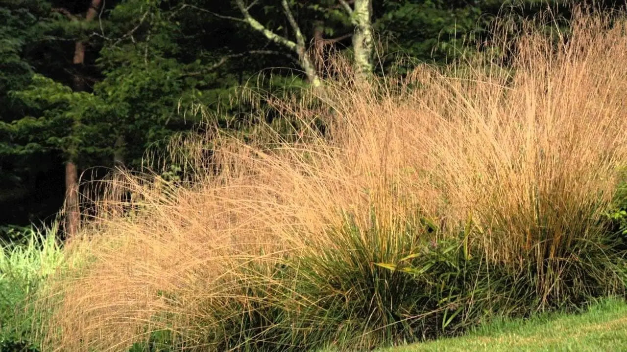 Ziergras Deschampsia cespitosa 'Tauträger' von Stauden Gänge, dichtes, grasartiges Ziergras mit feinen Blättern.