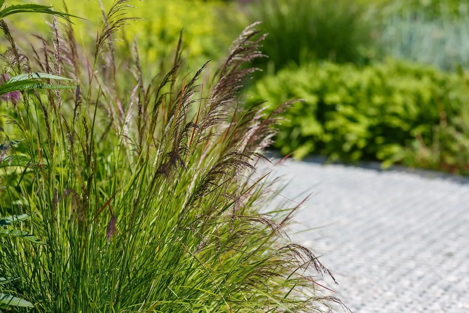 Ziergras Deschampsia cespitosa 'Tauträger' von Stauden Gänge, mit schilfartigen, lockeren Halmen, ideal für naturnahe Gärten