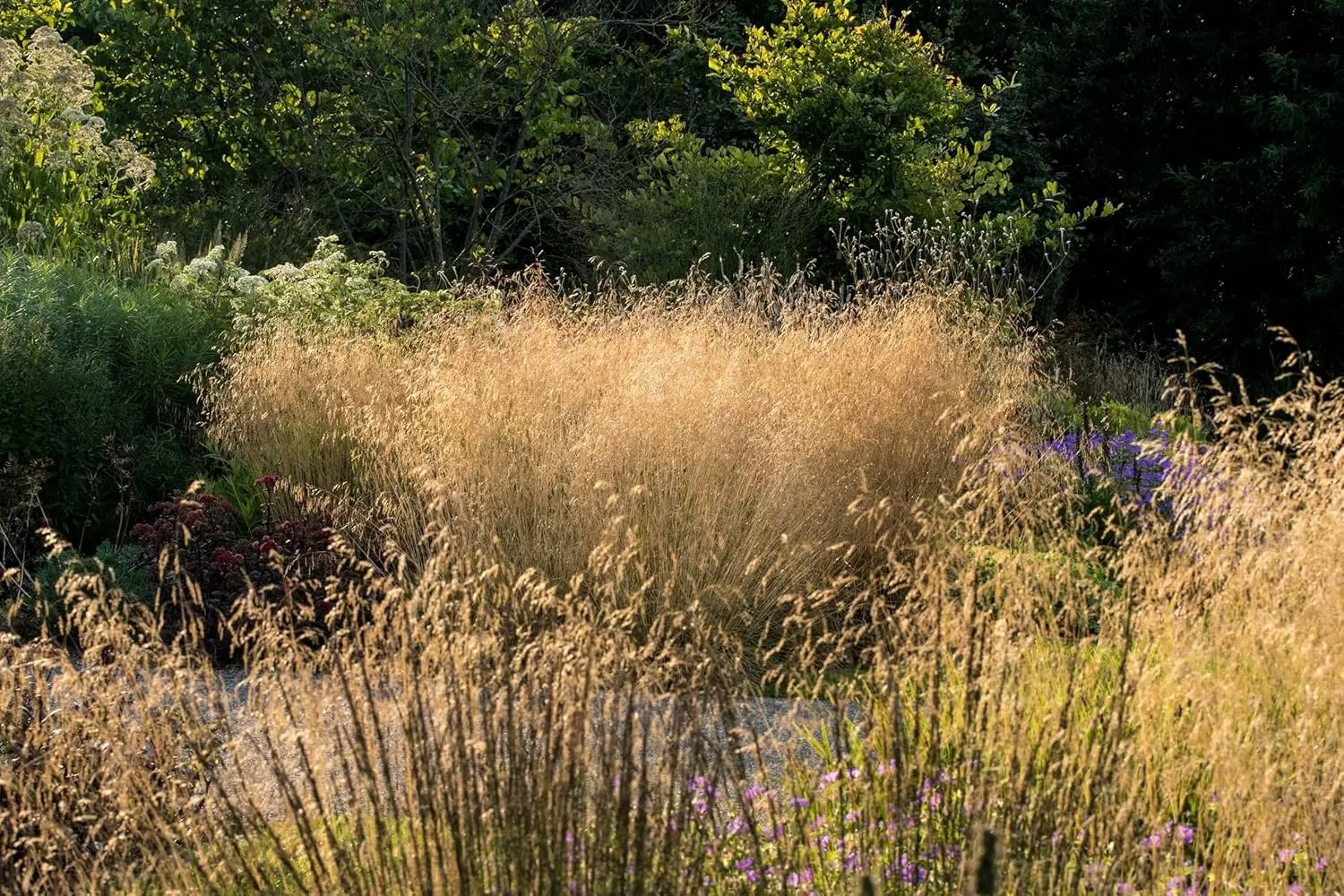 Ziergras Deschampsia cespitosa 'Tauträger' von Stauden Gänge, dicht wachsendes Rasen Schmiele mit feinen, federartigen Blättern.