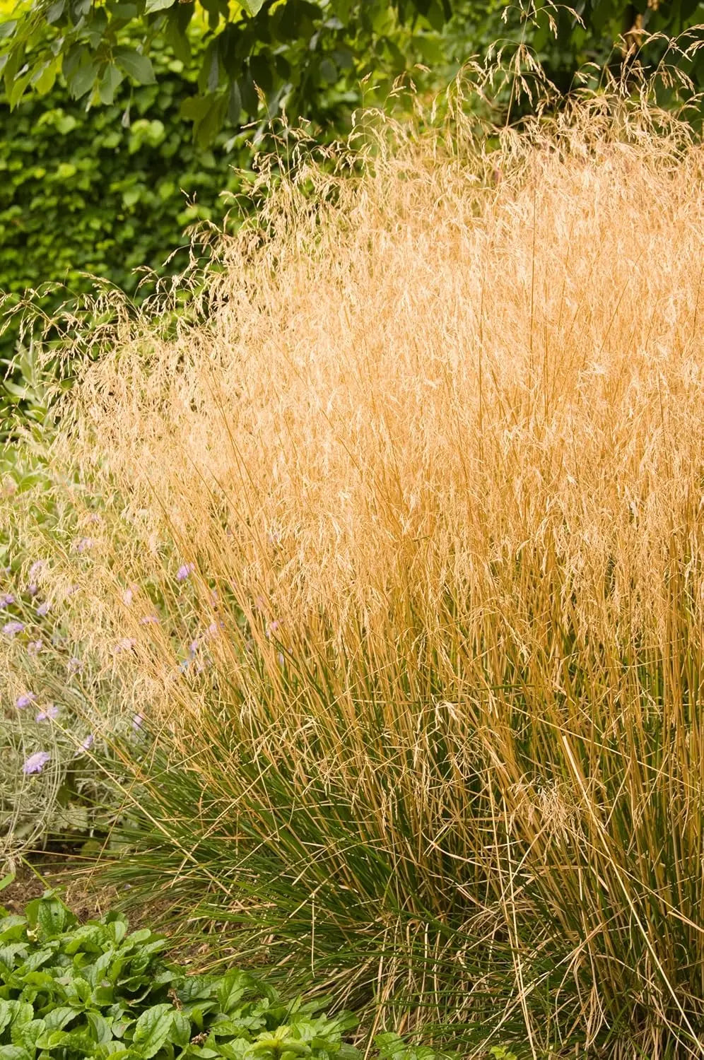 Ziergras Deschampsia cespitosa 'Tauträger' von Stauden Gänge, dekoratives, buschiges Ziergras im Garten.