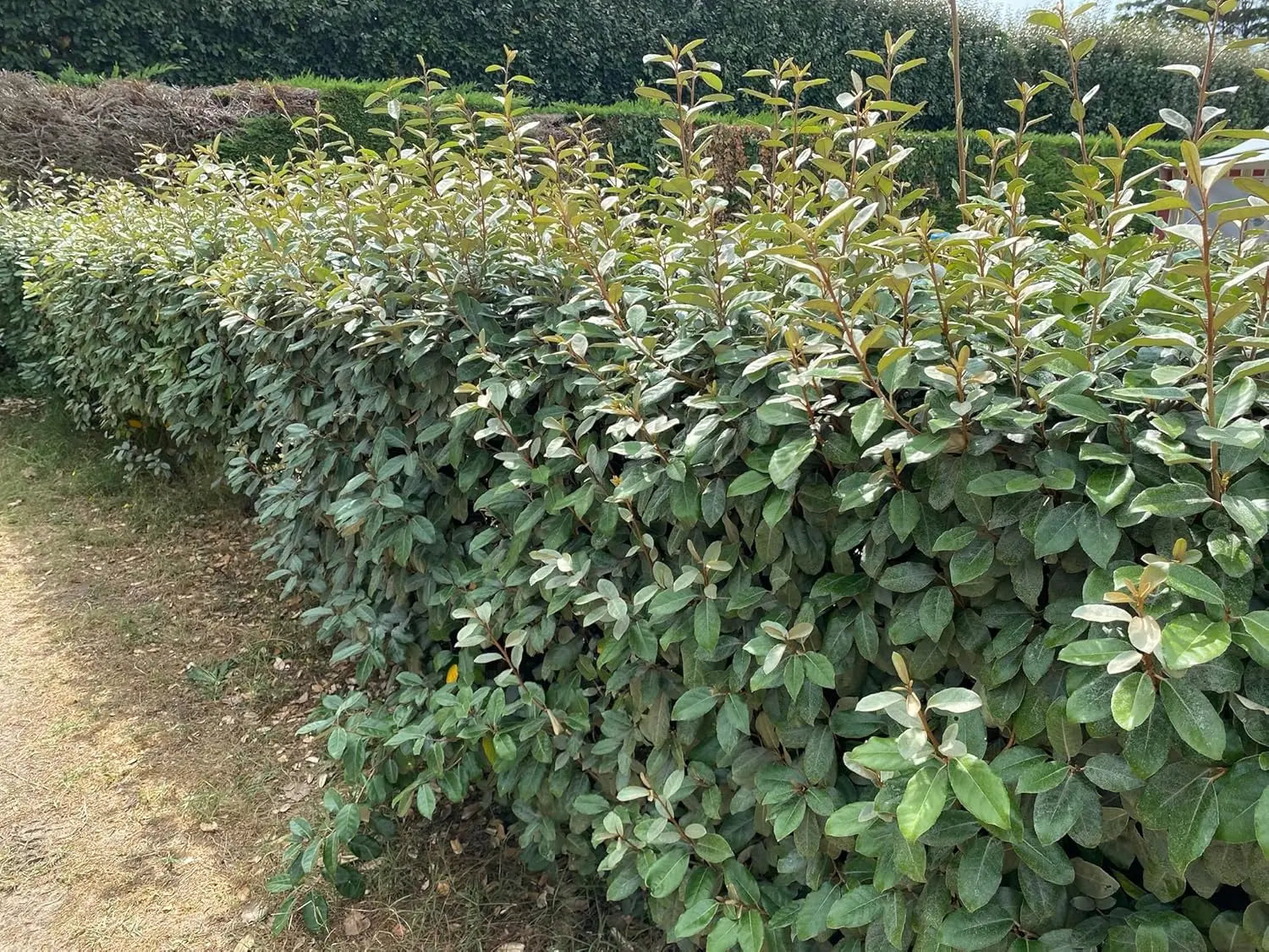 Ziergras Elaeagnus ebbingei, wintergrüne Ölweide, mit silbrigen Blättern, im Garten, von Stauden Gänge.