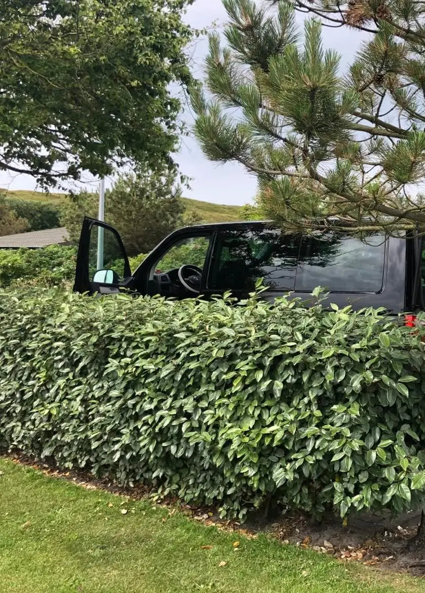 Ziergras Elaeagnus ebbingei, wintergrüne Ölweide, mit silbrigen Blättern, wächst im Garten, von Stauden Gänge.