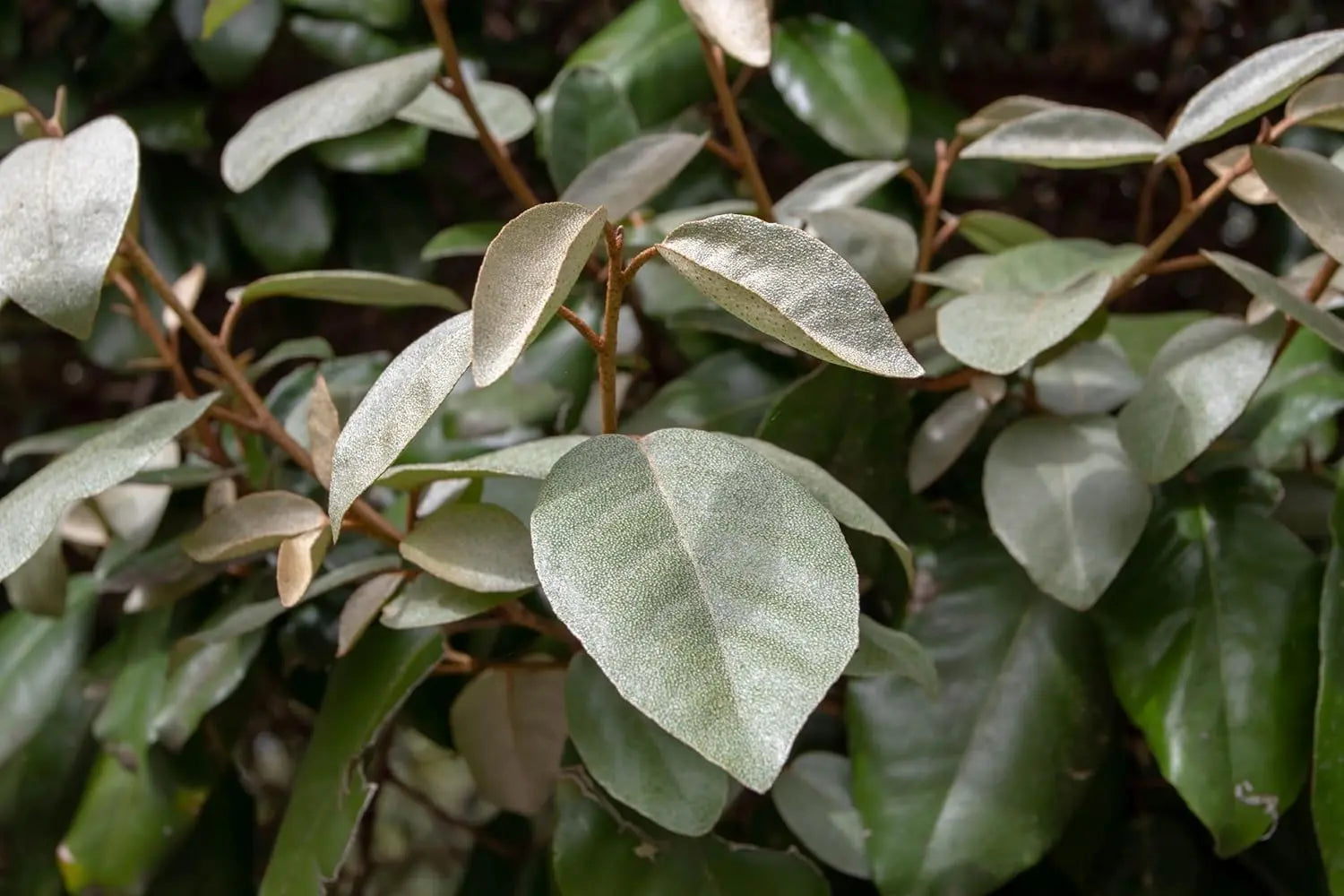 Ziergras Elaeagnus ebbingei, wintergrüne Ölweide, mit silbrigen Blättern, Stauden Gänge, dekoratives winterhartes Ziergras