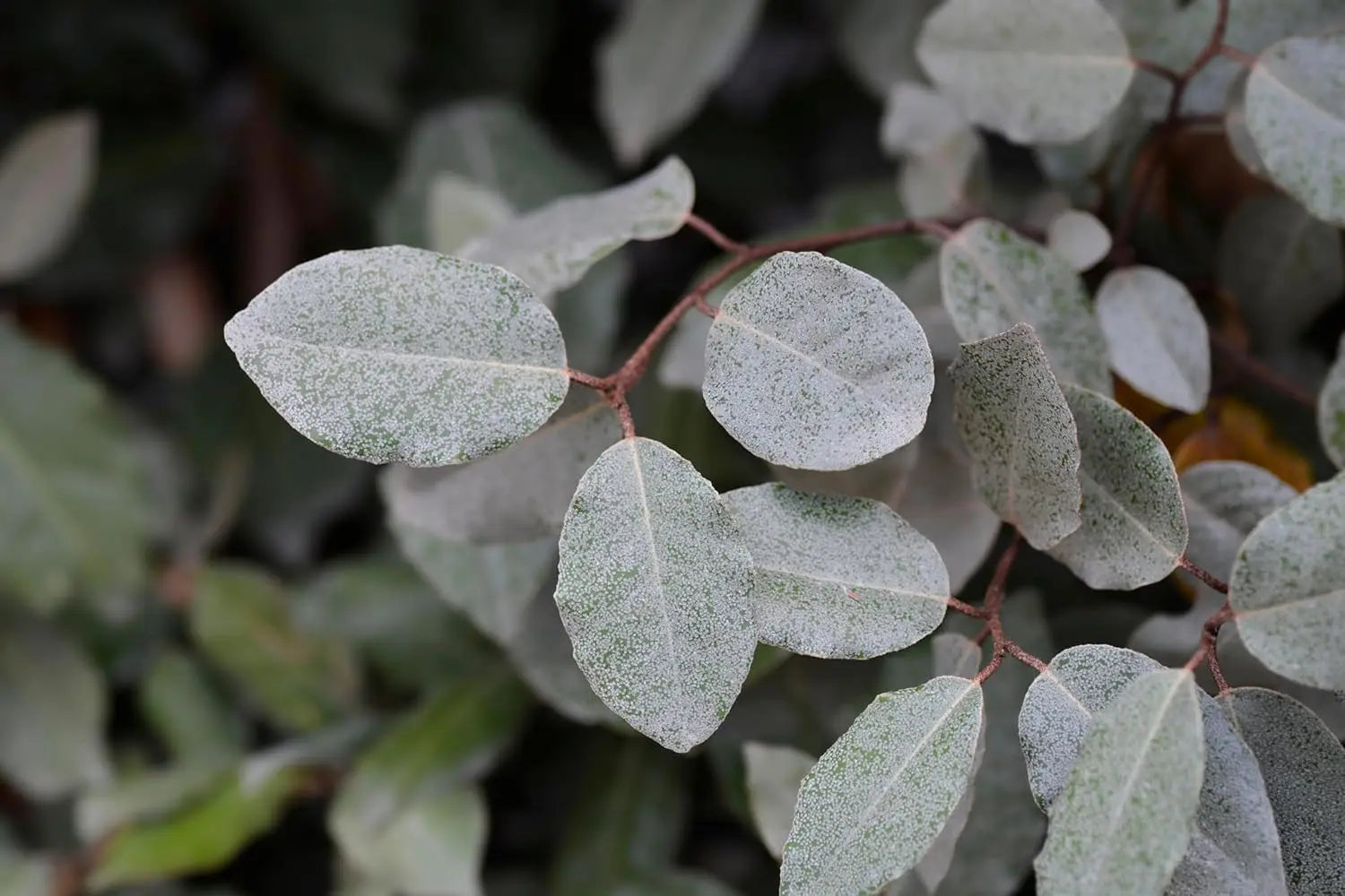 Ziergras Elaeagnus ebbingei, wintergrüne Ölweide, mit silbrigen Blättern, bei Stauden Gänge, natürliche Gartenpflanze
