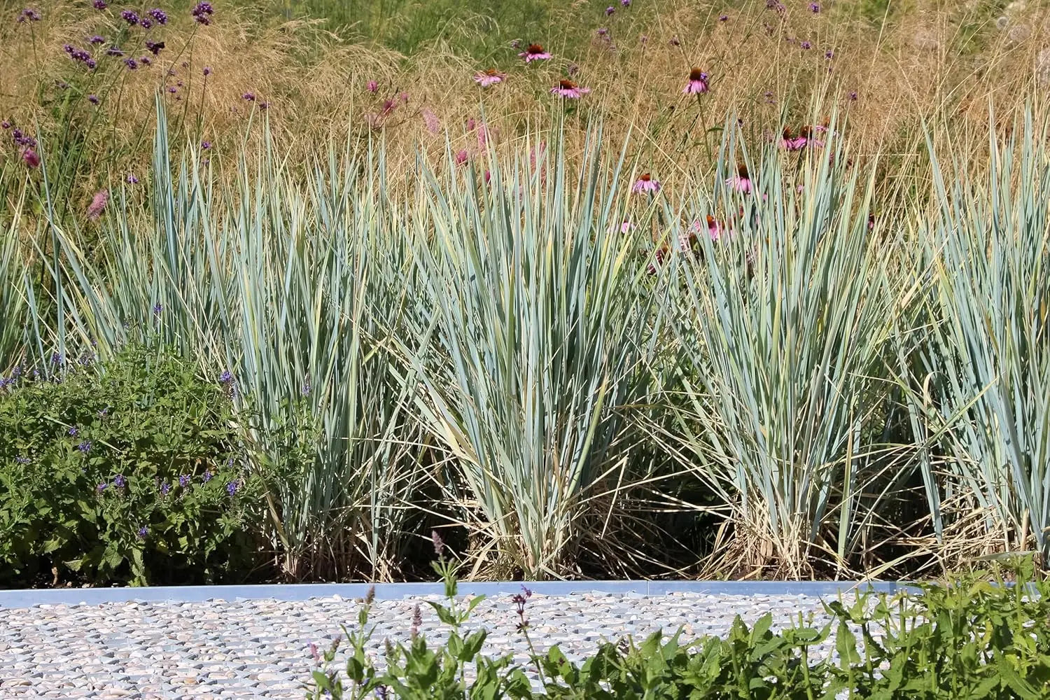 Ziergras Elymus magellanicus, auch Magellan-Gras, mit langen, schmalen grünen Blättern, Stauden Gänge.