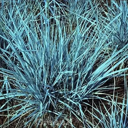 Elymus magellanicus, magellanisches Ziergras, mit schmalen, grünen Halmen, von Stauden Gänge für Garten und Beet.