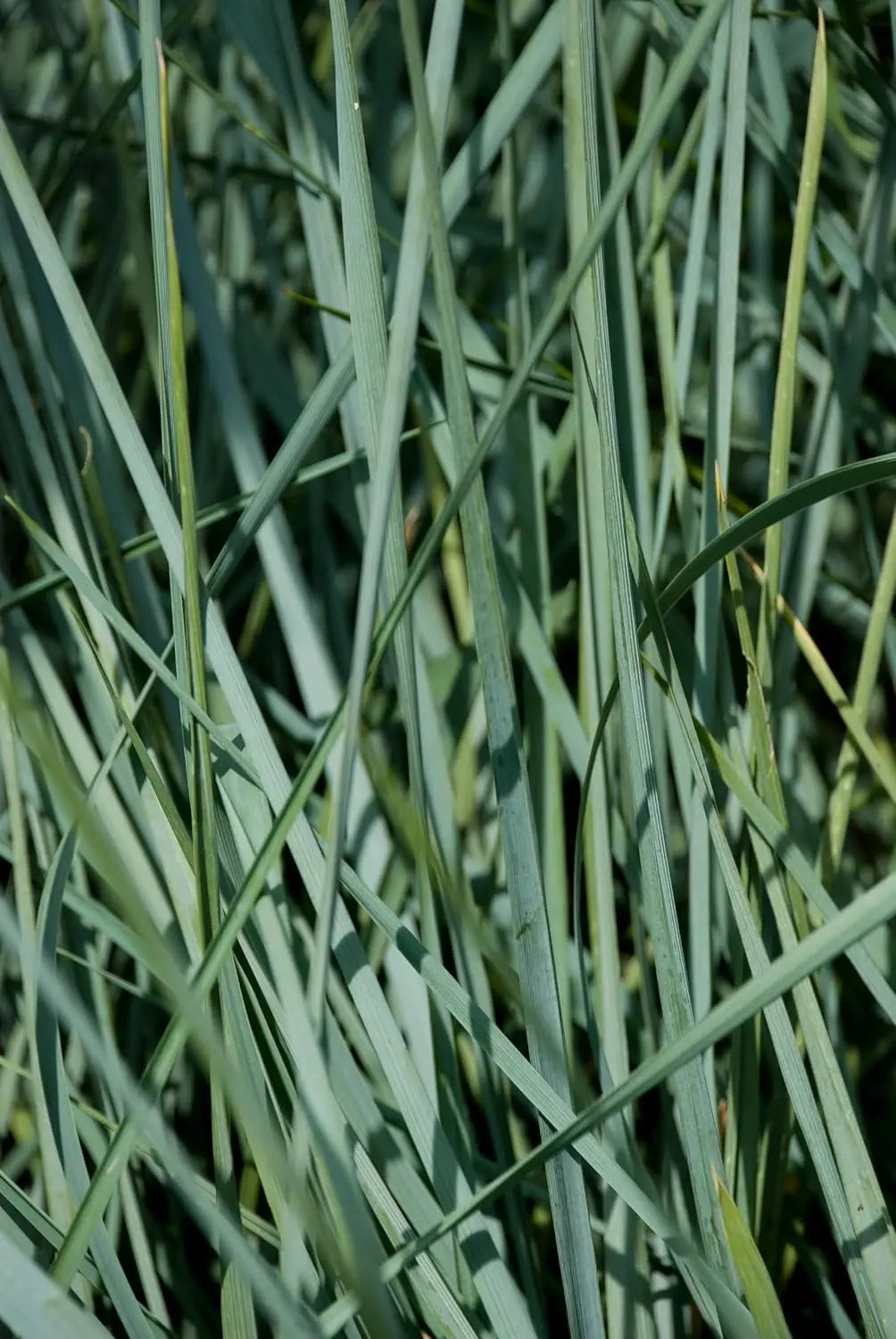 Elymus magellanicus, Magellan-Gras, Ziergras von Stauden Gänge, dichtes, grünes Ziergras mit schmalen Blättern.