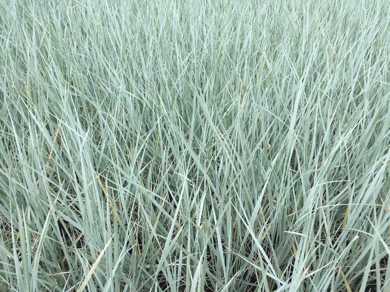 Elymus magellanicus, magellanisches Ziergras von Stauden Gänge, zeigt lange grüne Halme im Garten.