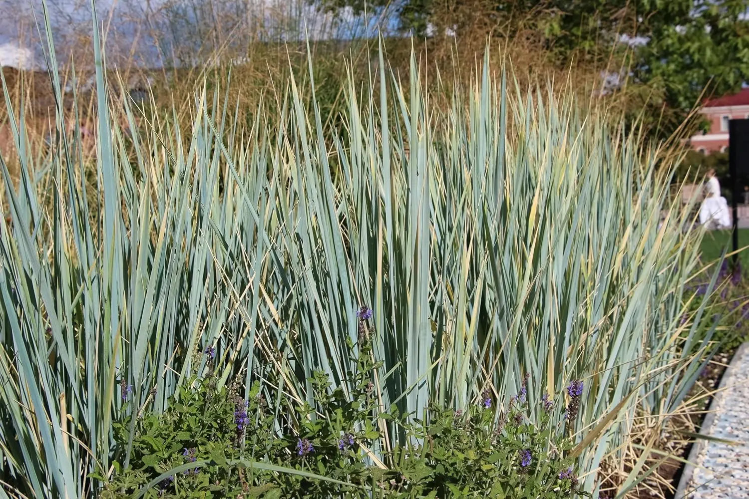 Ziergras Elymus magellanicus, auch Magellan-Gras, mit schmalen grünen Halmen, von Stauden Gänge.