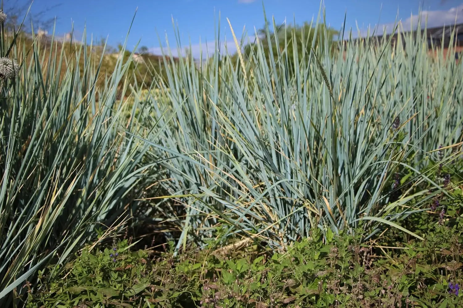 Elymus magellanicus, Magellan-Gras, Ziergras von Stauden Gänge, mit schmalen grünen Halmen und lockerer Wuchsform