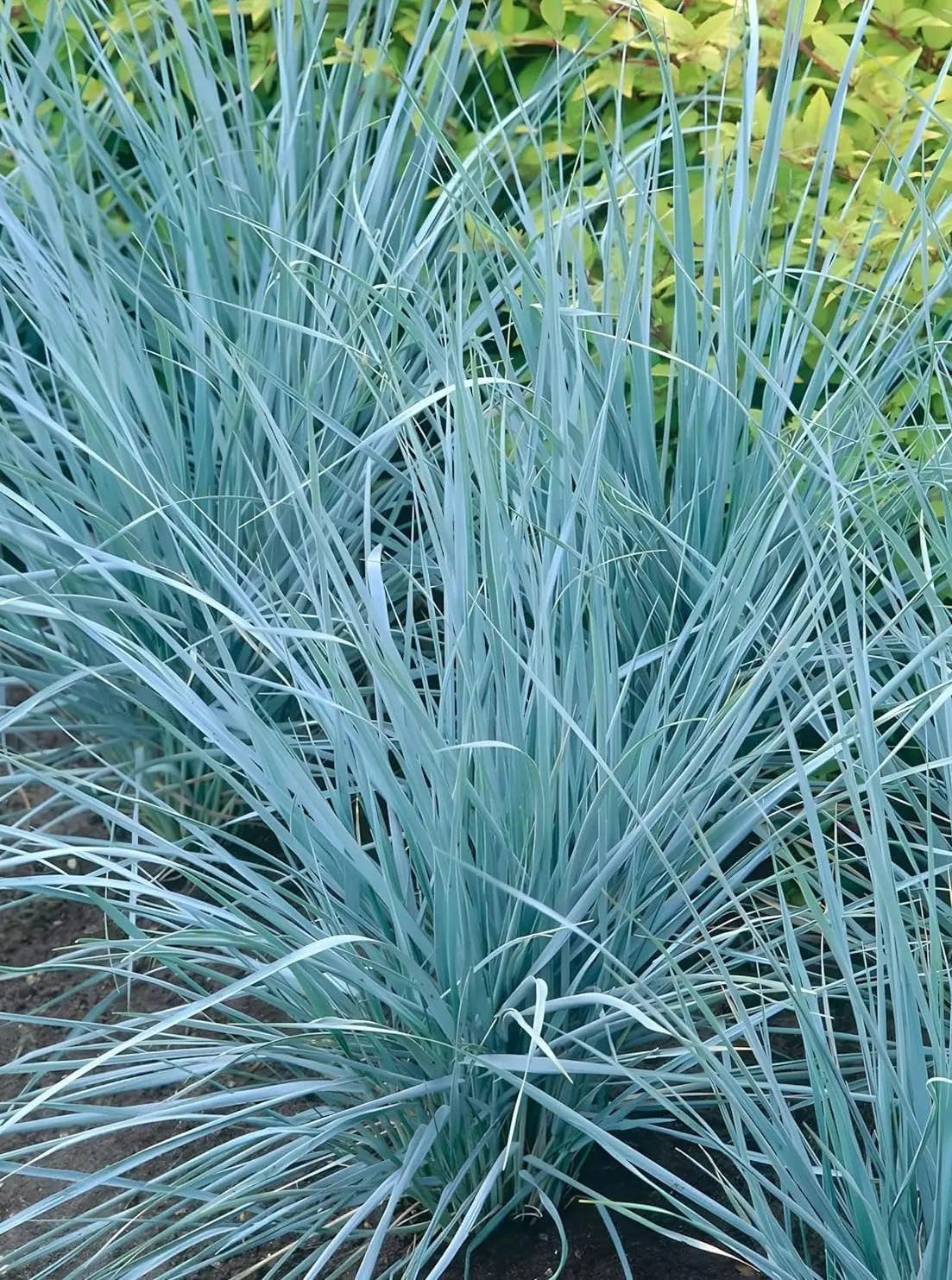 Ziergras Elymus magellanicus im XXL Topf, Stauden Gänge, grünes Gras mit feinen Halmen im Garten.