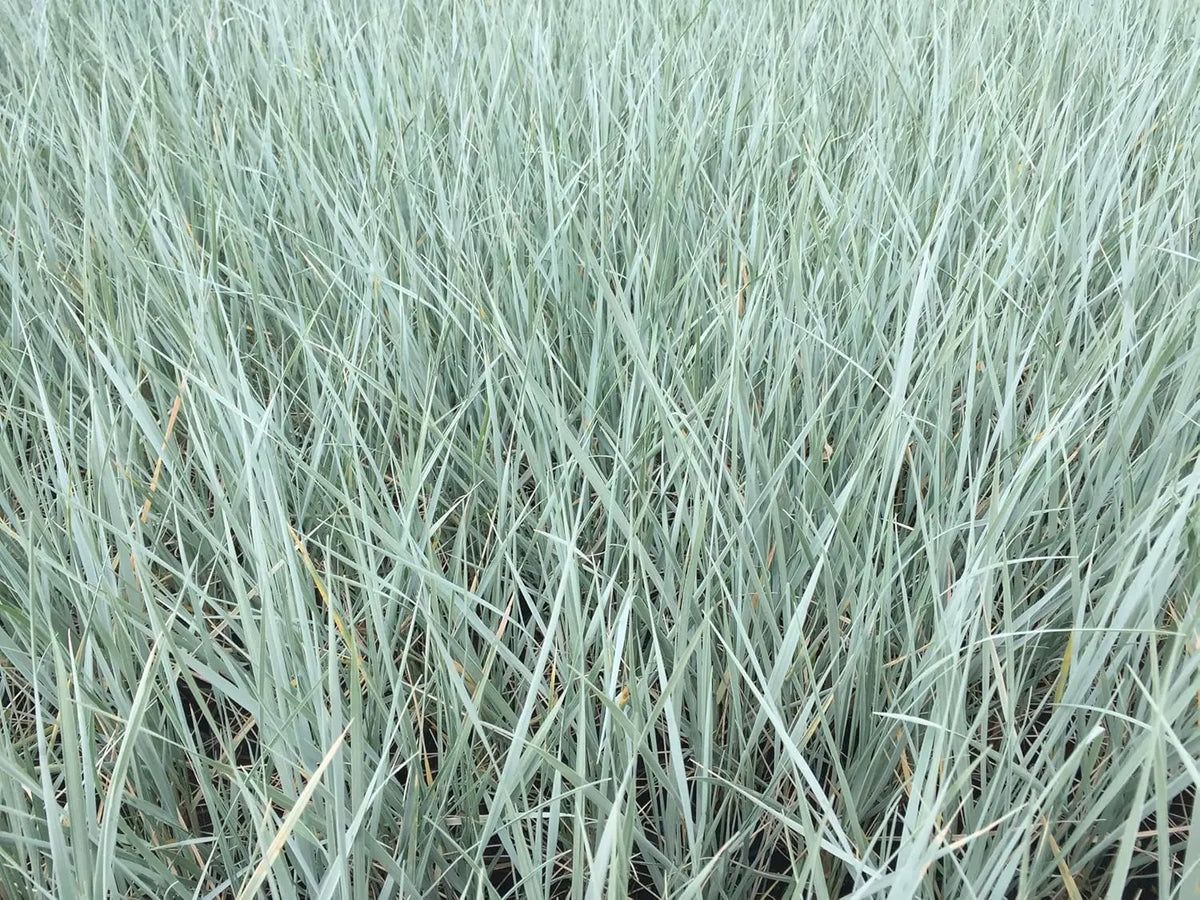 Elymus magellanicus Magellan-Gras in XXL Topf, Ziergras von Stauden Gänge, grüne schmale Blätter, robustes Ziergras