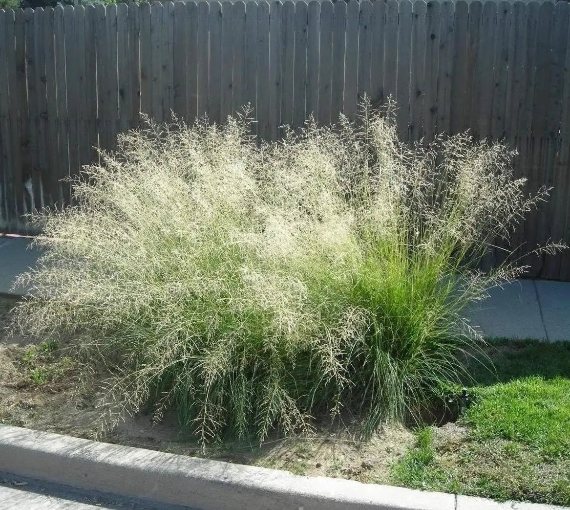 Ziergras Eragrostis curvula, Afrikanisches Liebesgras, Stauden Gänge, dichtes, grünes Ziergras mit feinen Halmen