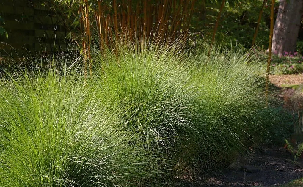 Ziergras Eragrostis curvula, Afrikanisches Liebesgras, mit feinen, lockeren Halmen, von Stauden Gänge.