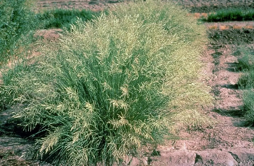 Ziergras Eragrostis curvula, Afrikanisches Liebesgras von Stauden Gänge, grünes Ziergras mit feinen, lockeren Halmen