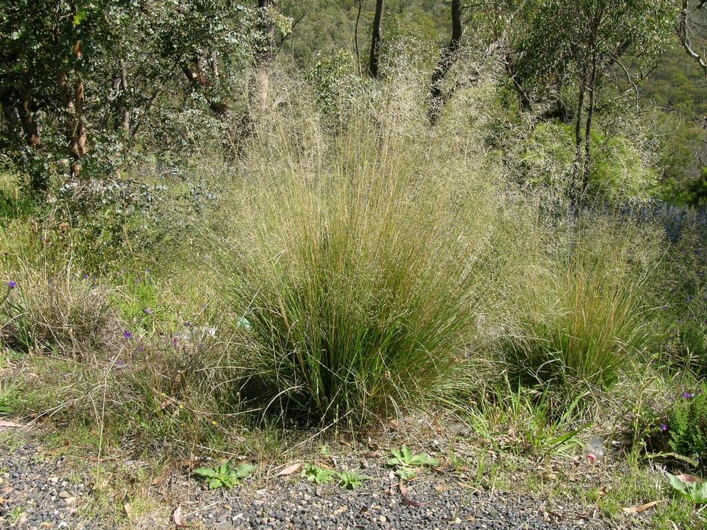 Ziergras Eragrostis curvula, Afrikanisches Liebesgras, im Garten, mit schmalen grünen Halmen, von Stauden Gänge.