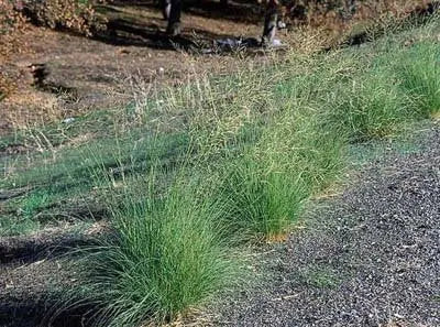 Ziergras Eragrostis curvula, Afrikanisches Liebesgras, von Stauden Gänge mit feinen, beweglichen Grashalmen im Garten.