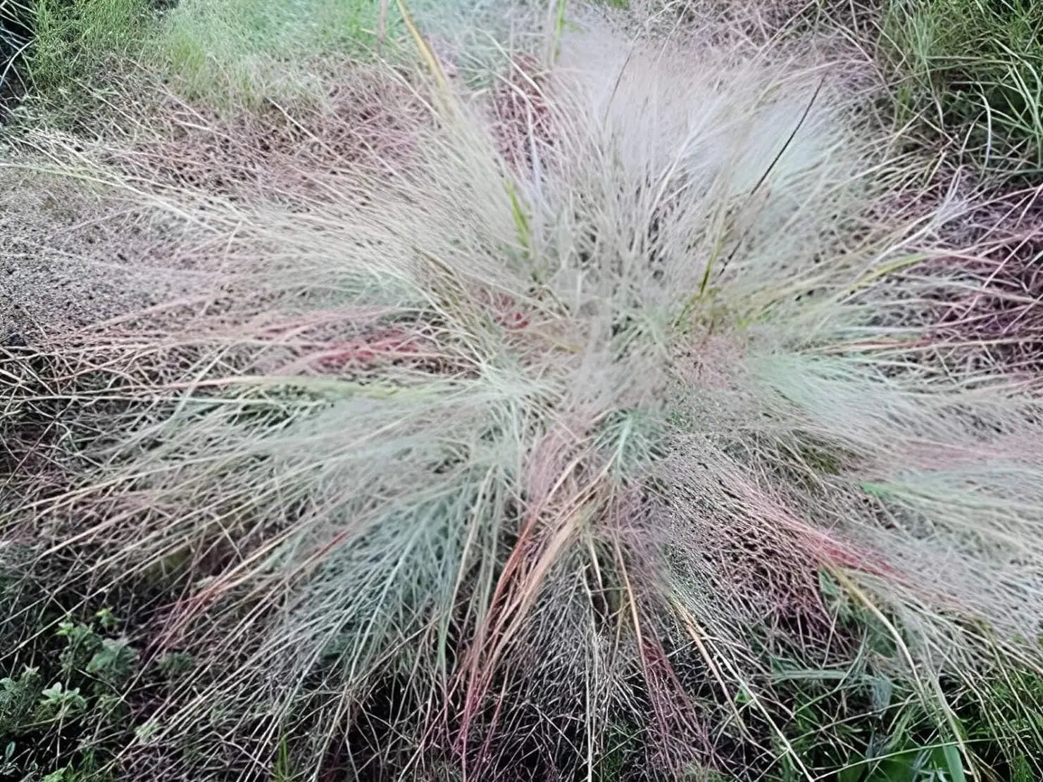 Blaues Liebesgras Eragrostis elliottii 'Blue Eros' als Ziergras, mit zarten blauen Halmen, von Stauden Gänge.