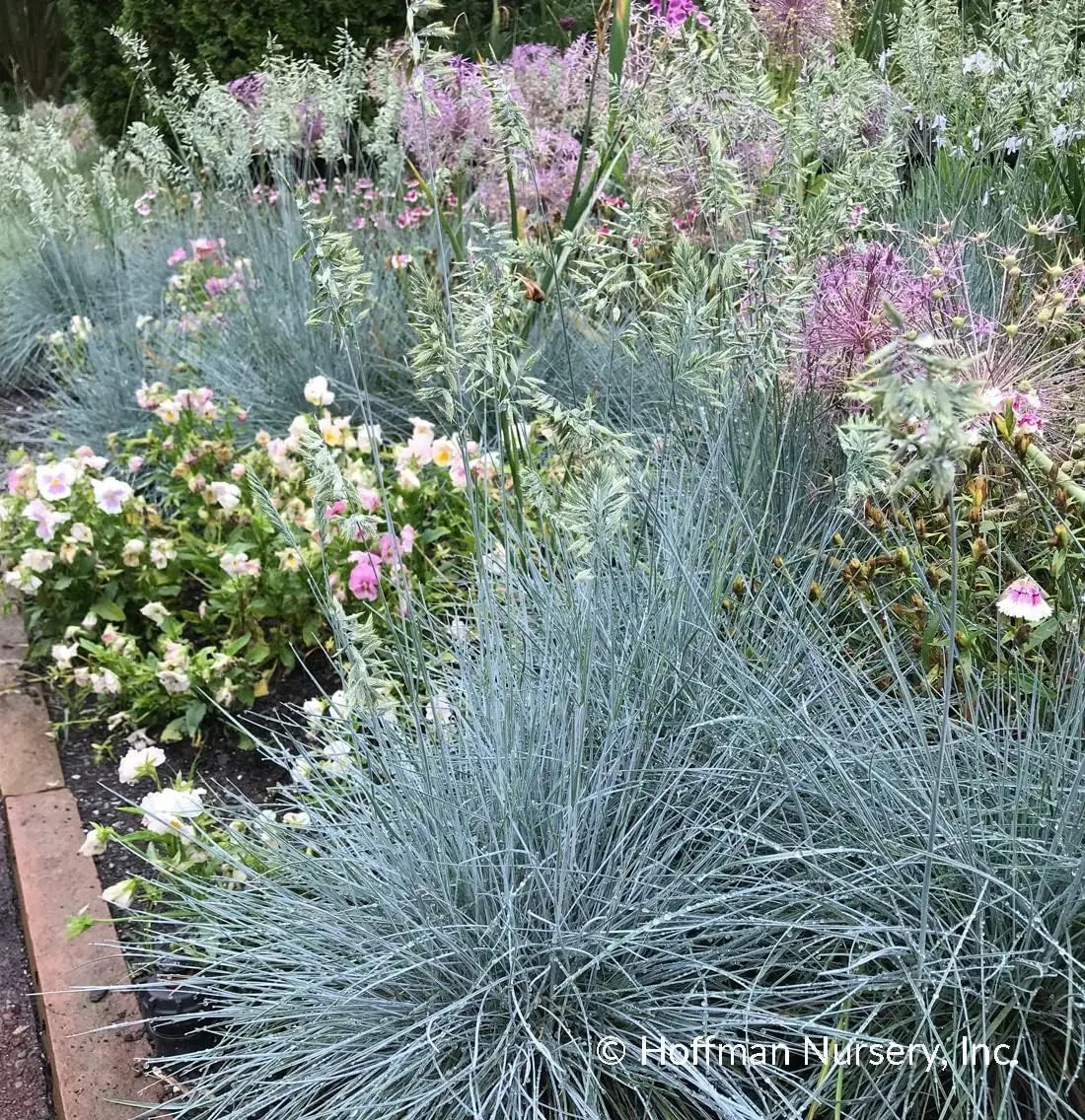 Blaues Liebesgras Eragrostis elliottii 'Blue Eros' als Ziergras, grüne Halme mit blauen Blüten, bei Stauden Gänge.