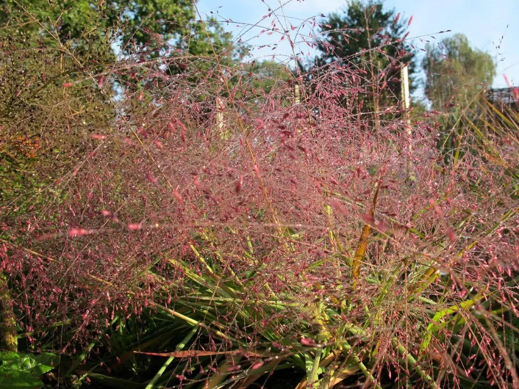 Buntes Eragrostis spectabilis, Purpur Liebesgras, als Ziergras von Stauden Gänge mit leuchtenden Blüten und feinen Halmen.