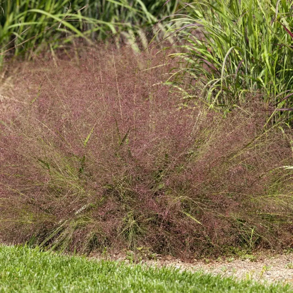 Ziergras Eragrostis spectabilis, Purpur Liebesgras, mit grazilem, violettem Blütenstand, von Stauden Gänge.