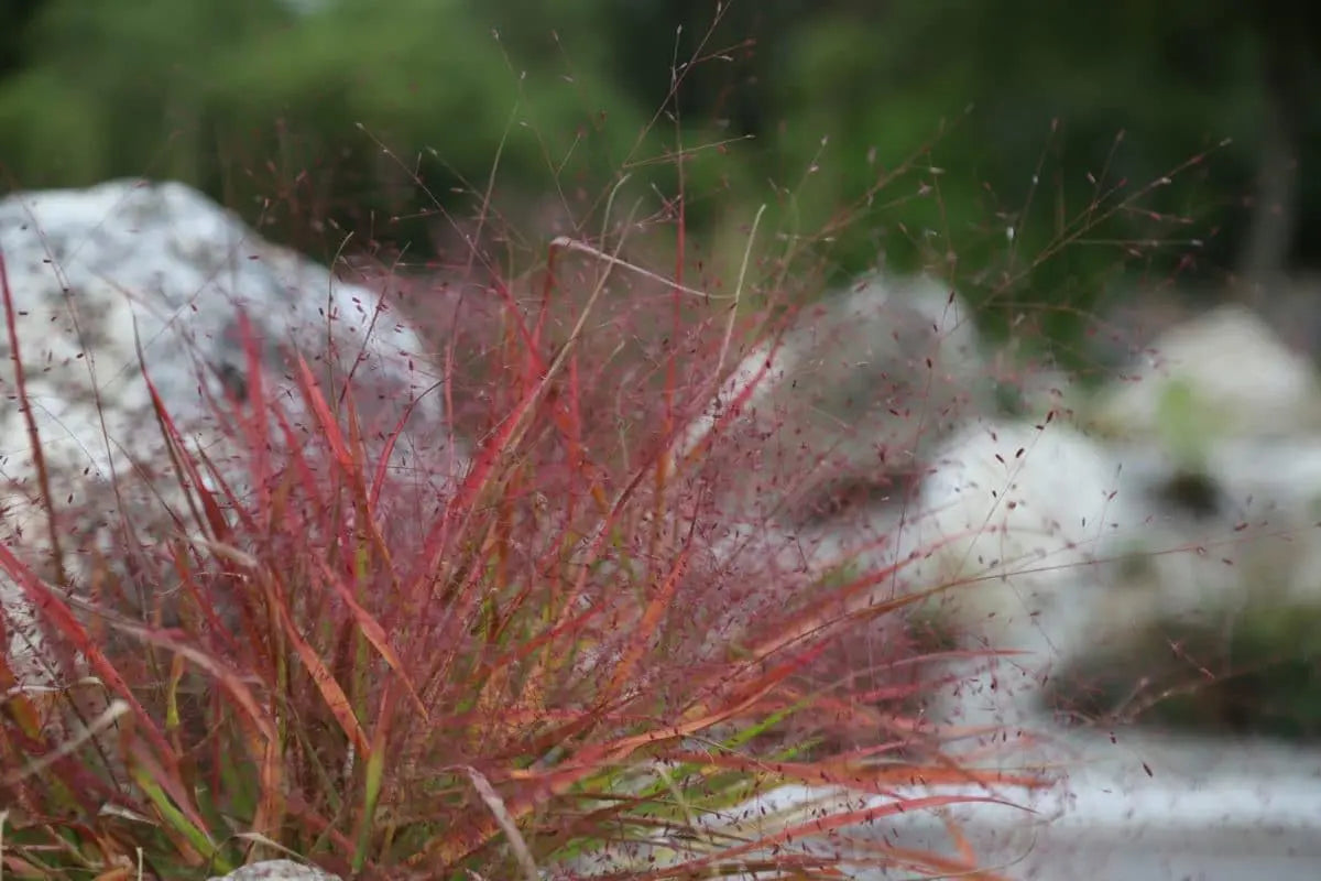 Ziergras Eragrostis spectabilis, Purpur Liebesgras, mit rosa Blüten und feinen Halmen, Stauden Gänge, im Garten fotografiert