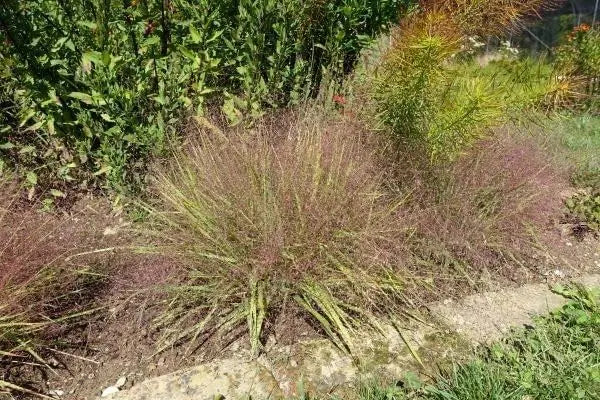 Ziergras Eragrostis spectabilis, Purpur Liebesgras, mit lila Blüten, im Garten, von Stauden Gänge.