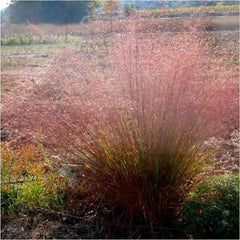 Ziergras Eragrostis trichoides, Bogen-Liebesgras von Stauden Gänge, grünes, buschiges Ziergras mit feinen Halmen.