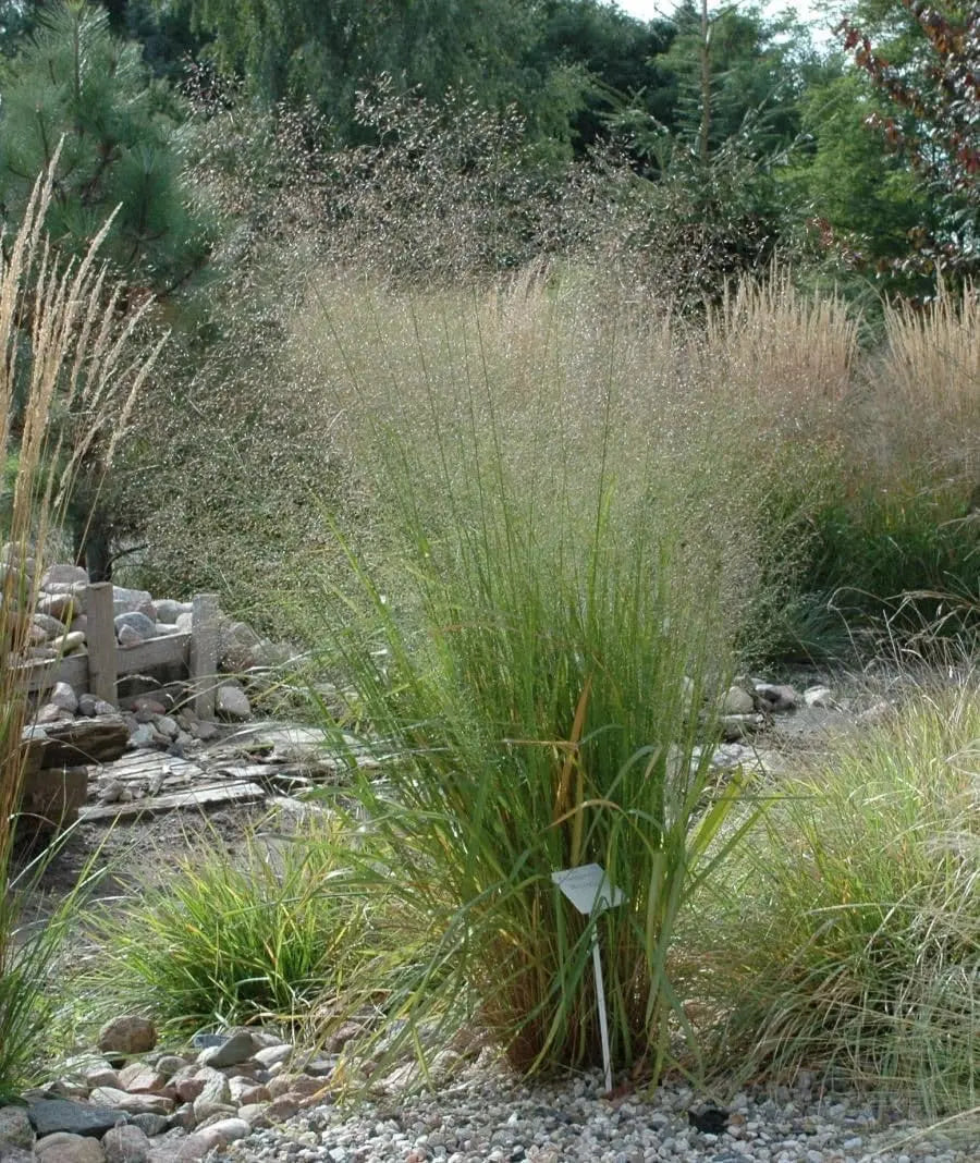 Ziergras Eragrostis trichoides, Bogen-Liebesgras von Stauden Gänge, mit feinen, hölzernen Halmen und luftigen Blütenständen