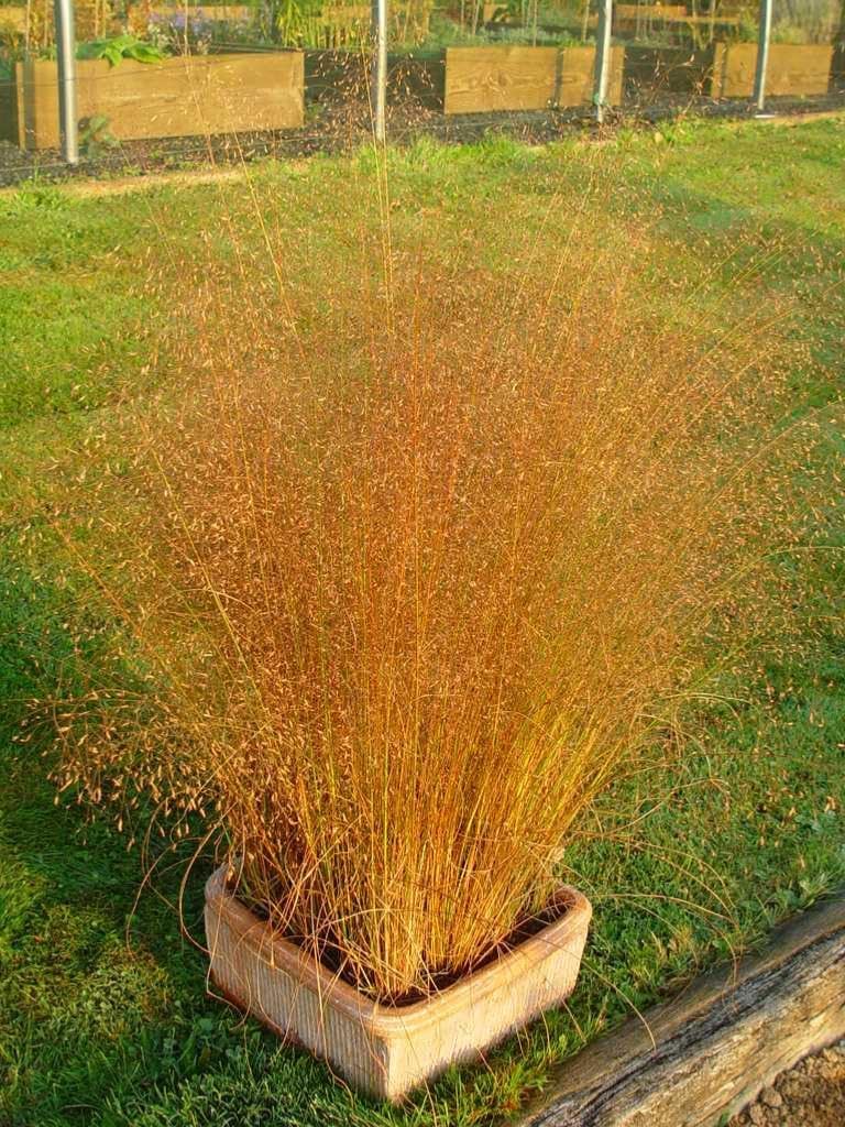 Ziergras Eragrostis trichoides, Bogen-Liebesgras, mit zarten, bogenförmigen Grashalmen, von Stauden Gänge.