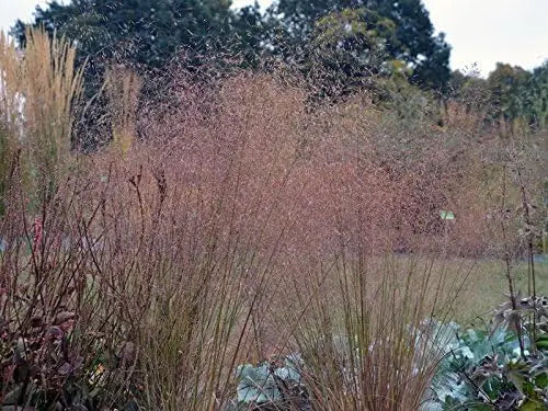 Eragrostis trichoides Bogen-Liebesgras, Ziergras von Stauden Gänge, mit feinen, schilfigen Halmen in natürlicher Gartendekoration.