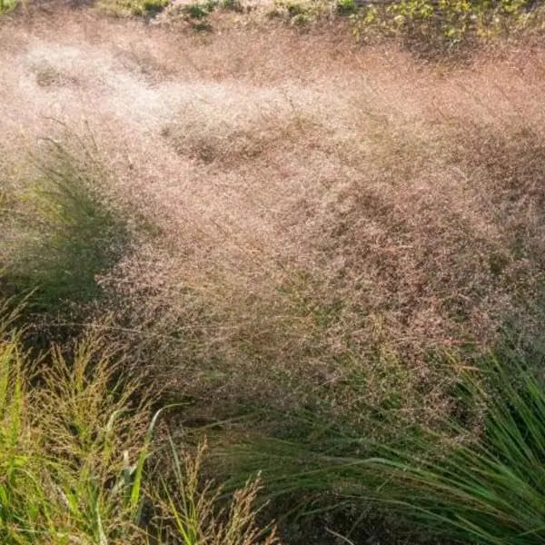 Ziergras Eragrostis trichoides, Bogen-Liebesgras, Stauden Gänge, vertikaler Blick auf das grasartige Ziergras.