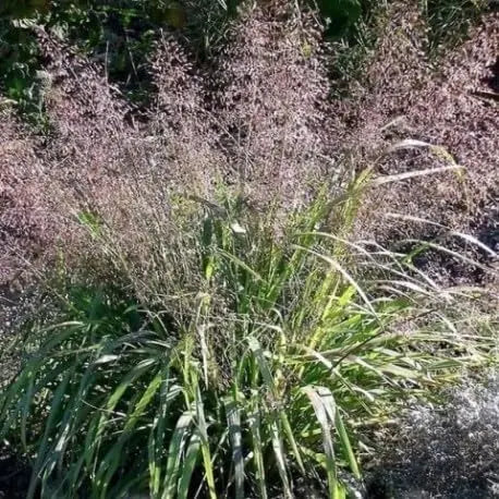 Ziergras Eragrostis trichoides, Bogen-Liebesgras, mit feinen, lockeren Halmen, von Stauden Gänge, Nahaufnahme, Gartenpflanze