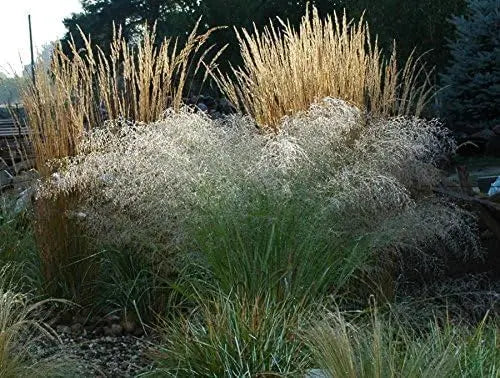 Ziergras Eragrostis trichoides, Bogen-Liebesgras von Stauden Gänge, mit feinen grünen Halmen und lockerer Wuchsform.