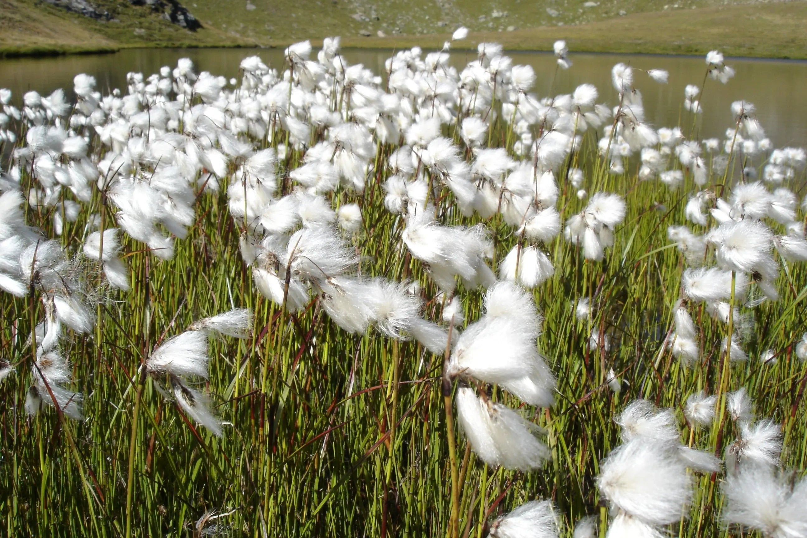 Ziergras Eriophorum angustifolium, Wollgras, mit feinen weißen Blüten, von Stauden Gänge, im Garten.
