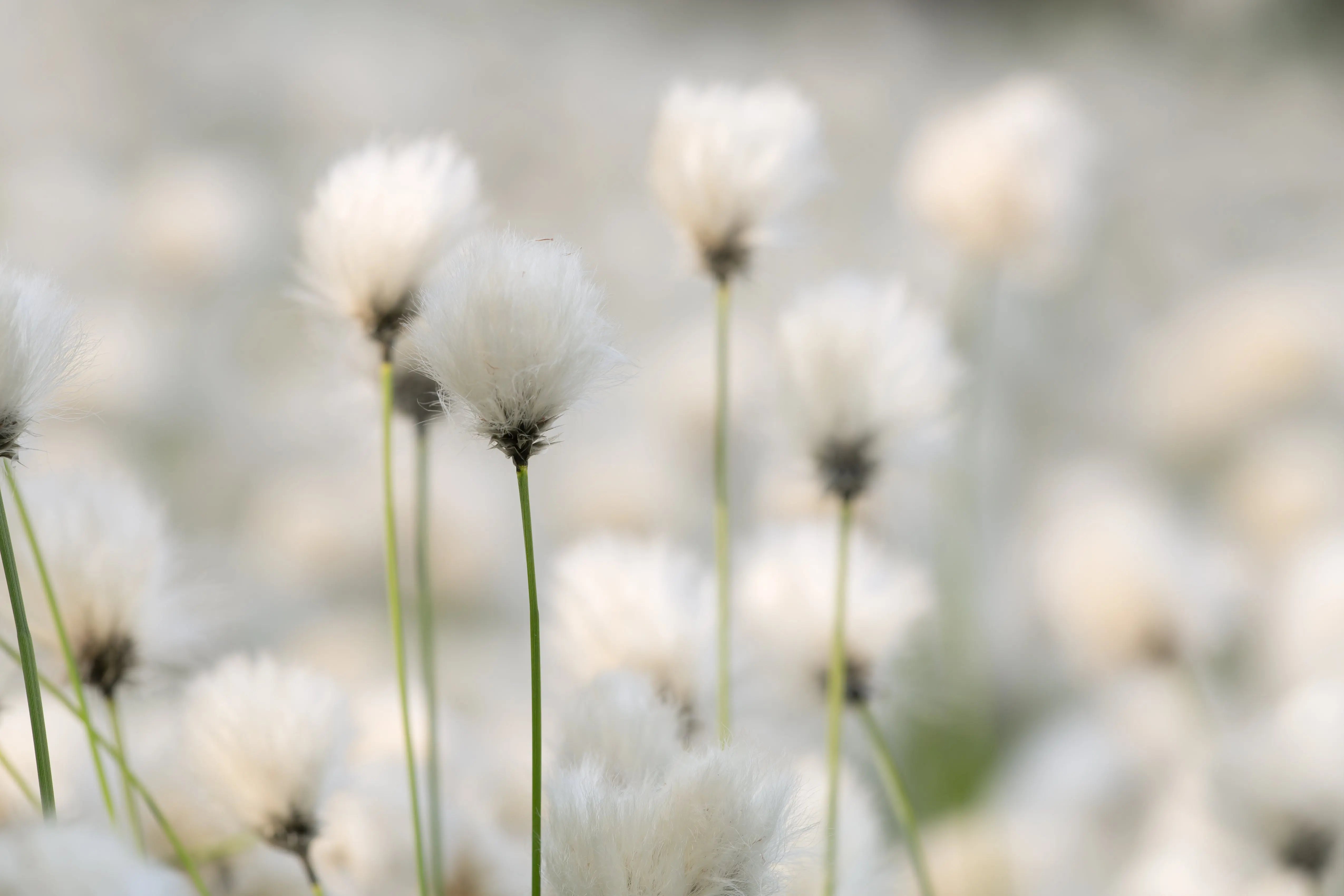 Ziergras Eriophorum angustifolium (Wollgras) von Stauden Gänge, mit feinen weißen Blütenständen, ideal für naturnahe Gärten
