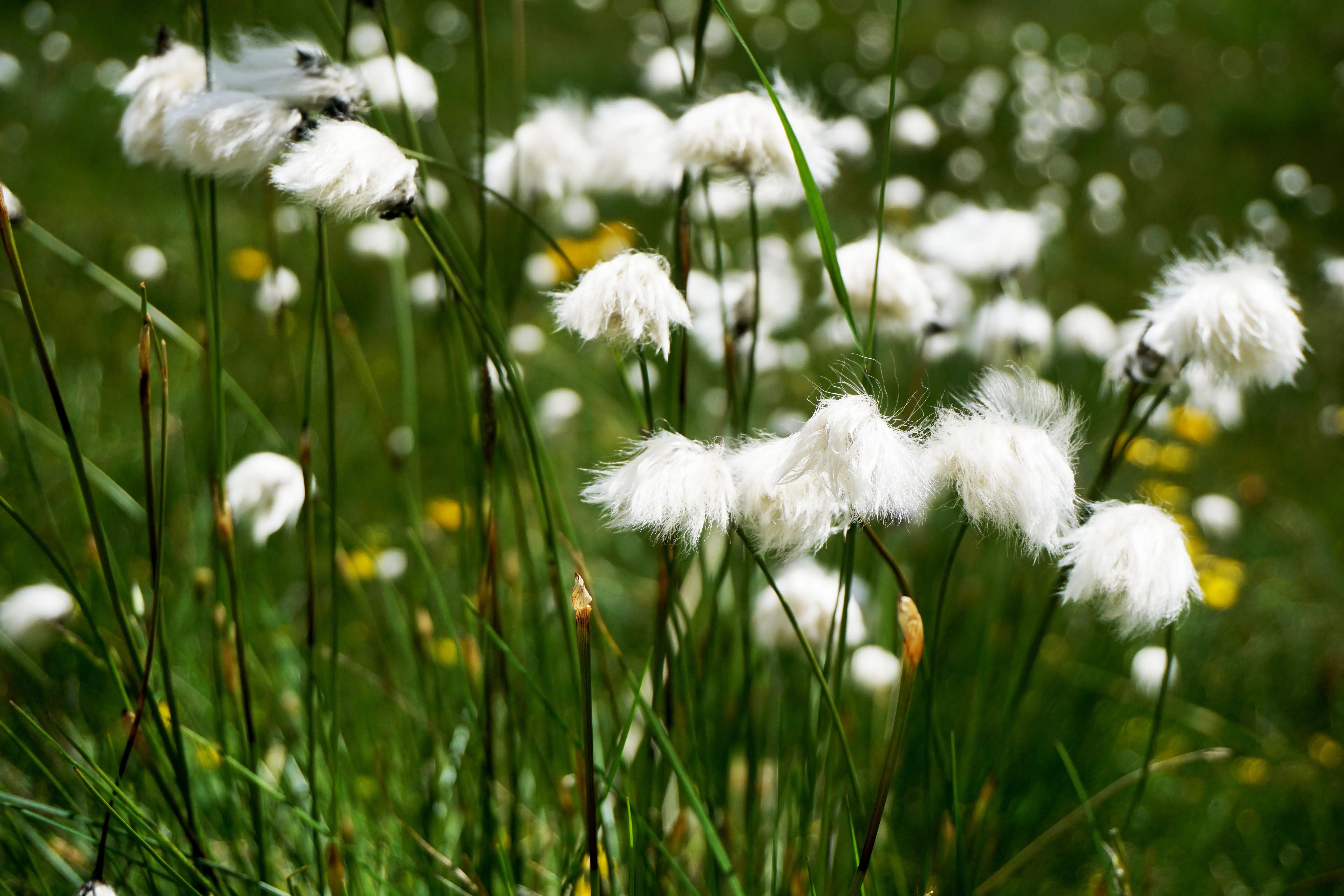 Ziergras Eriophorum angustifolium (Wollgras) von Stauden Gänge, mit feinen weißen Blütenständen, ideal für naturnahe Gärten
