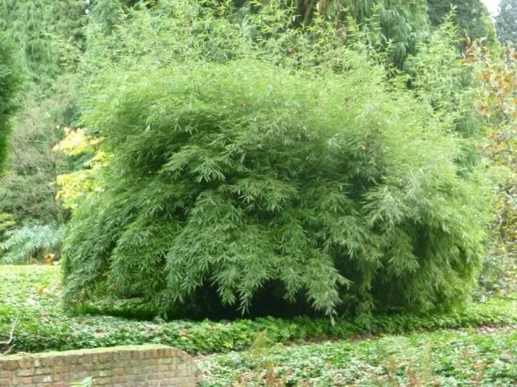 Ziergras Fargesia denudata 'Lancaster 1' / Pandabambus, Stauden Gänge, groß, grüne Blätter, dekoratives Ziergras im Garten