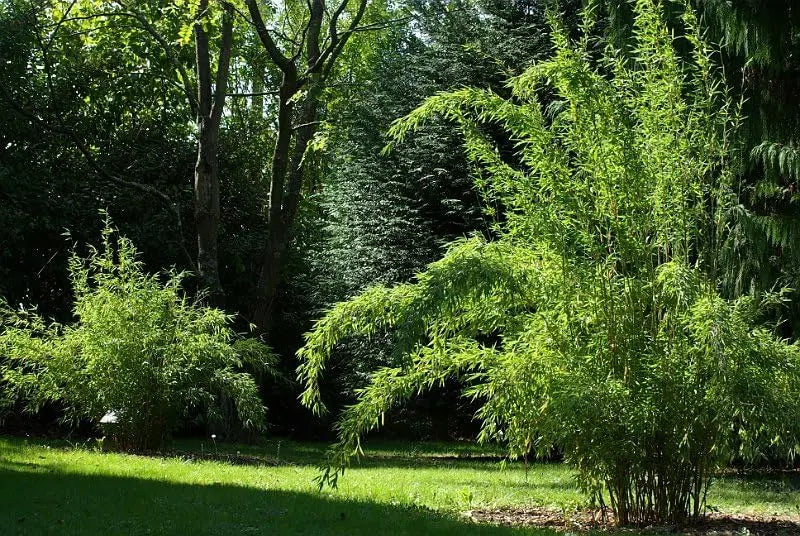 Ziergras Fargesia denudata 'Lancaster 1' oder Pandabambus, grüner Bambus, Stauden Gänge, XXL-Gras in Garten.