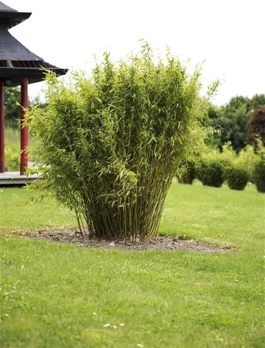 Großer Stauden Gänge Fargesia murielae ‚Dino‘, Ziergras, Riesen Gartenbambus XXL mit grünen, aufrechten Blättern.
