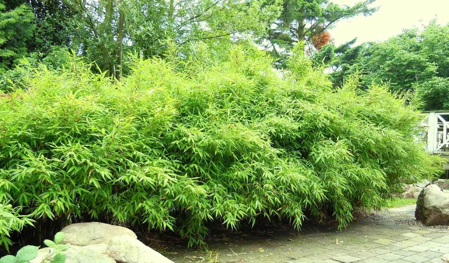 Großer Fargesia murielae ‚Dino‘, Riesen Gartenbambus XXL, Ziergras mit grünen, aufrechten Halmen, Stauden Gänge