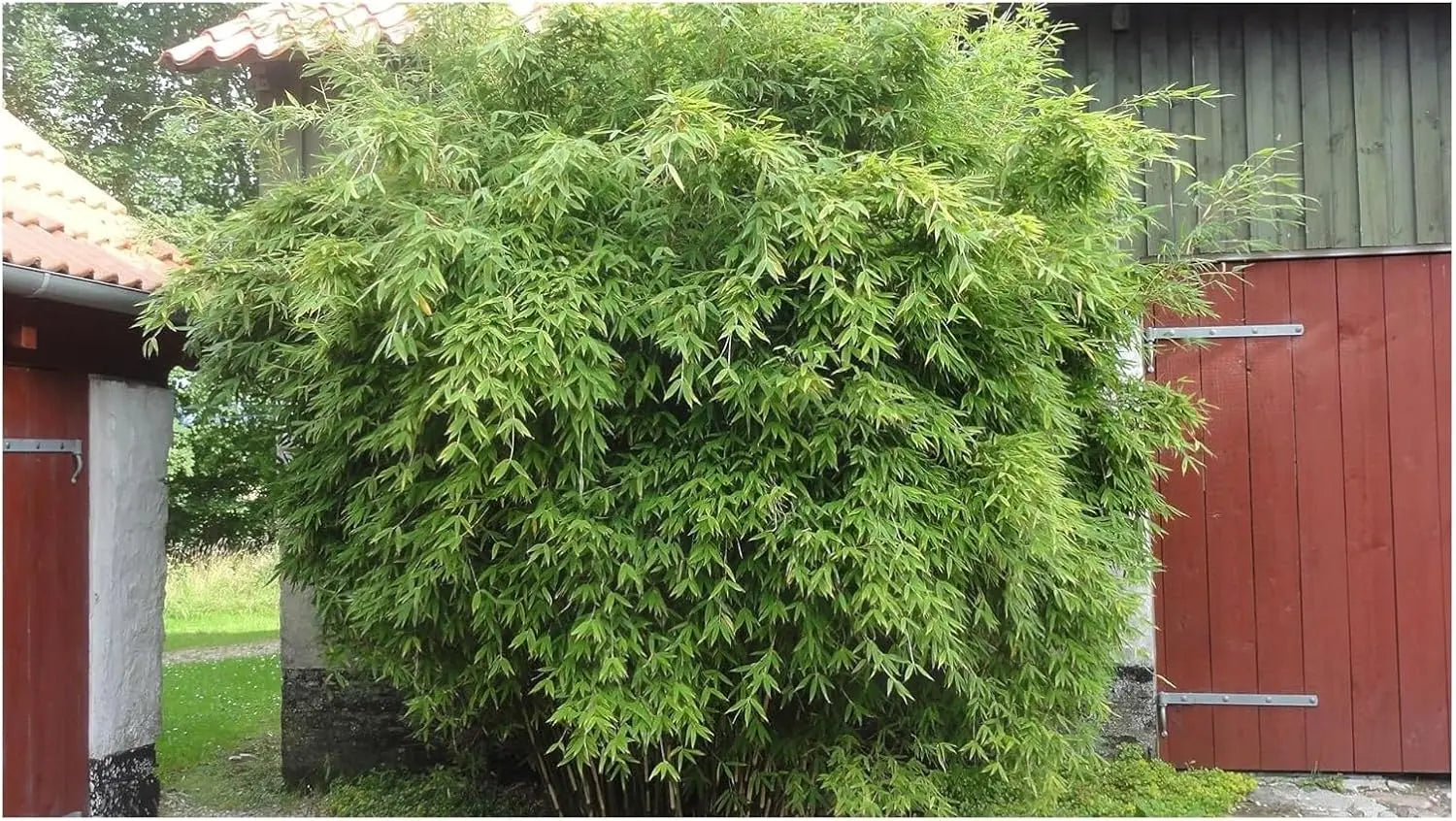 Ziergras Fargesia murielae ‚Dino‘, riesiger Gartenbambus XXL, grünes Laub, dichter Wuchs, von Stauden Gänge