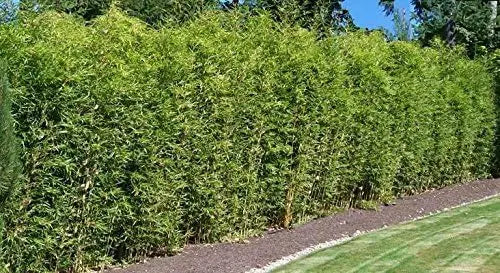 Ziergras Fargesia murielae 'Rufa' Heckenbambus XXL von Stauden Gänge, grünes, buschiges Ziergras in Gartenumgebung
