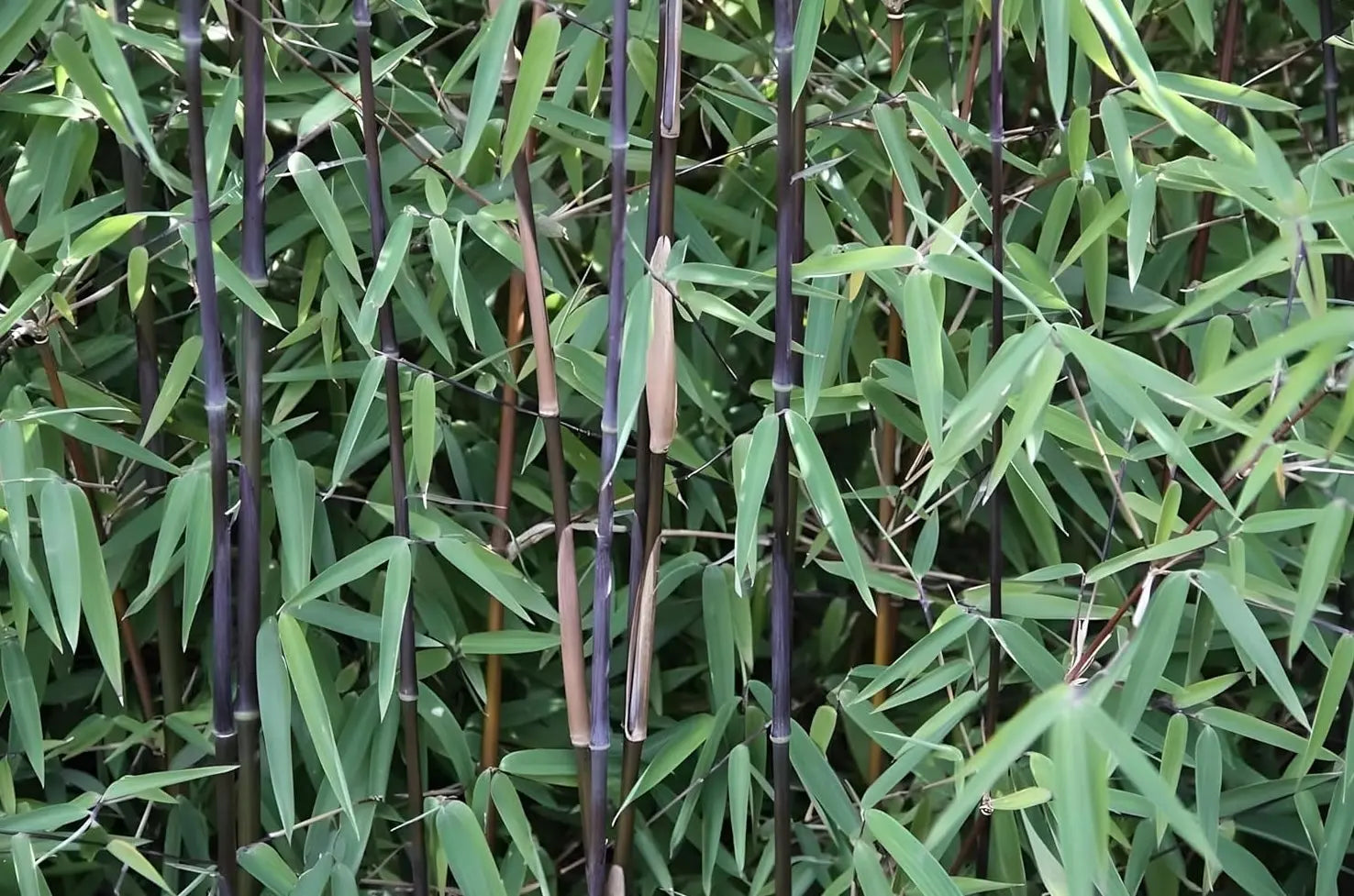 Fargesia nitida 'Black Pearl', schwarzer Bambus XXL, Ziergras mit dunklen, schmalen Halmen und üppigem Laub, Stauden Gänge