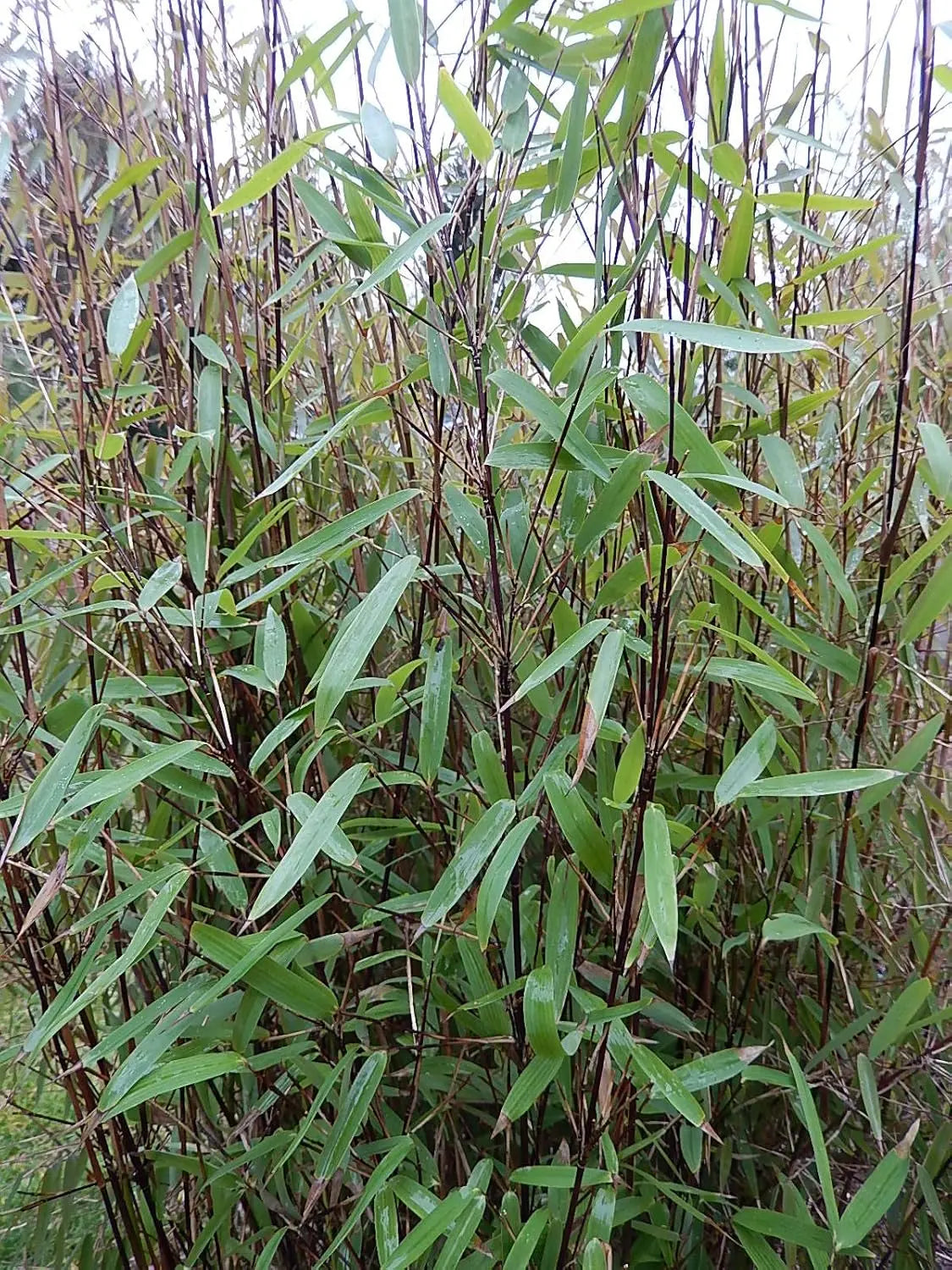 Ziergras Fargesia nitida 'Black Pearl' - Schwarzer Bambus XXL, dichter Wuchs, dunkelblaue Blätter, Stauden Gänge