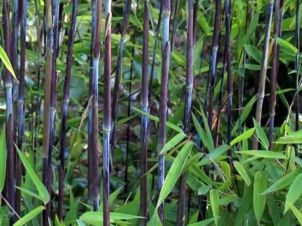 Ziergras Fargesia nitida 'Black Pearl' Schwarzer Bambus XXL, grüne Blätter und aufrechter Wuchs, Stauden Gänge.