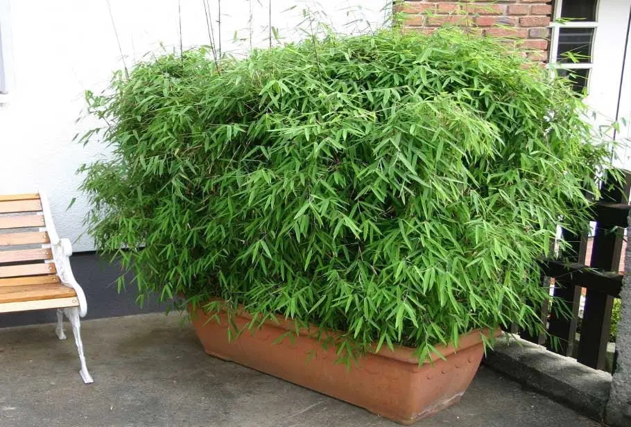 Roter Bambus Fargesia nitida 'Great Wall‘ als Ziergras, große Pflanze mit schlanken, grünen Halmen, im Garten.