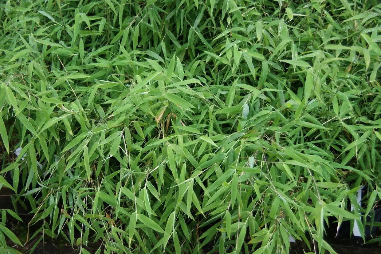 Roter Bambus Fargesia nitida 'Great Wall‘, großes Ziergras mit roten Halmen, in natürlicher Gartenszene, von Stauden Gänge.