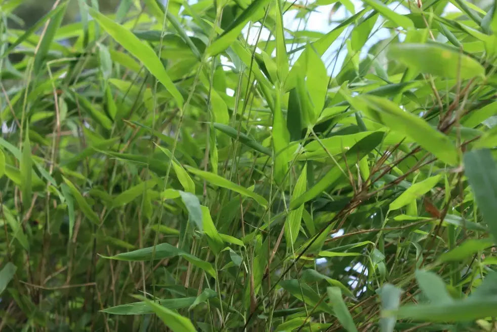 Roter Fargesia nitida 'Great Wall' Ziergras von Stauden Gänge, großer Bambus mit roten Blättern, in Gartenszene sichtbar